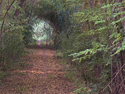 Percorso nel bosco Ronco Bidente